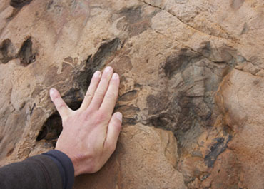 empreintes fossilles d'archosaures