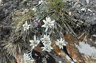 Edelweiss